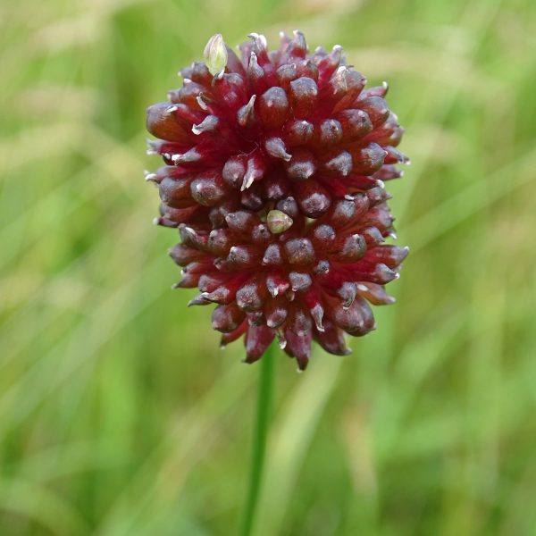 Pimpernel